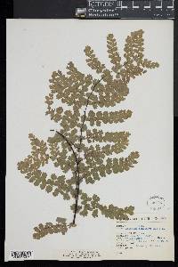 Adiantum concinnum image