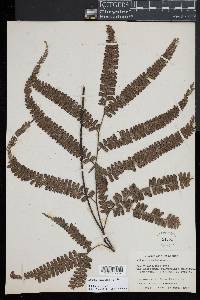 Adiantum pyramidale image