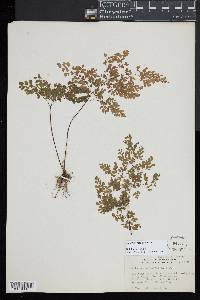 Adiantum raddianum image