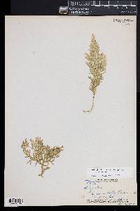 Selaginella arbuscula image