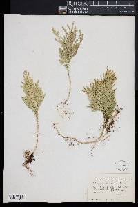 Selaginella arthritica image