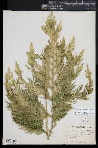 Selaginella oaxacana image