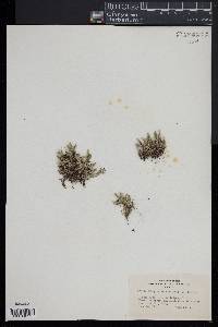 Selaginella rupestris image