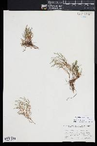 Selaginella viridissima image