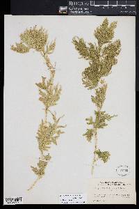 Selaginella willdenowii image