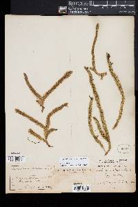 Lycopodiella alopecuroides image