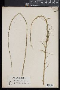 Equisetum fluviatile image