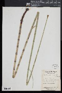 Equisetum fluviatile image