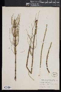 Equisetum fluviatile image