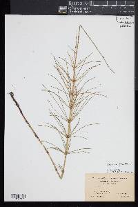 Equisetum fluviatile image