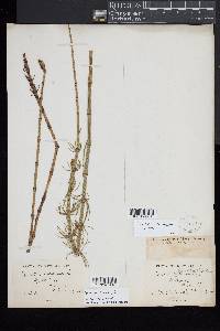 Equisetum fluviatile image