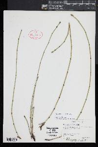 Equisetum trachyodon image