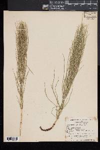 Equisetum palustre image