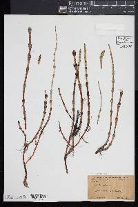 Equisetum palustre image