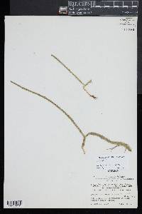 Lycopodiella alopecuroides image