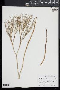 Psilotum nudum image