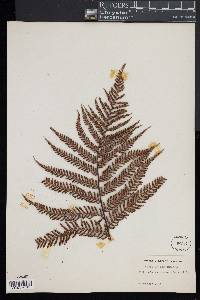 Dicksonia squarrosa image