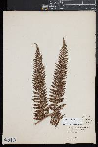 Dicksonia antarctica image