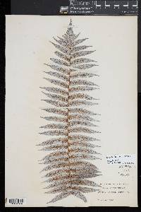 Cyathea dealbata image