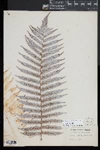 Cyathea dealbata image