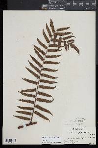 Cyathea podophylla image