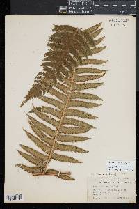 Cyathea horrida image