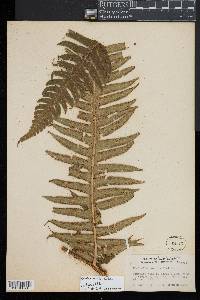 Cyathea horrida image