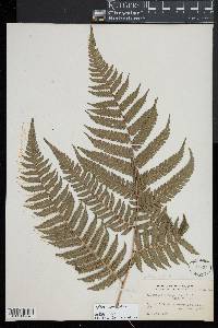 Cyathea aspera image