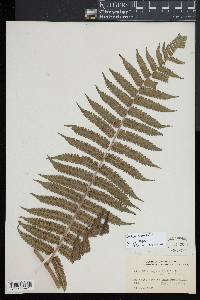 Cyathea aspera image