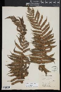 Cyathea bicrenata image