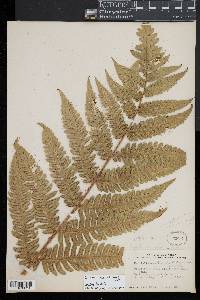 Cyathea mutica image