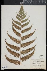 Cyathea divergens image