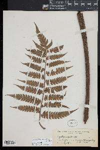 Cyathea integra image