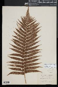 Cyathea medullaris image