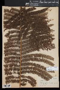 Cyathea pubescens image