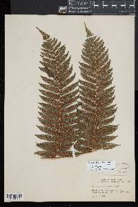 Cyathea fulva image