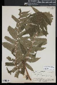 Cyathea propinqua image