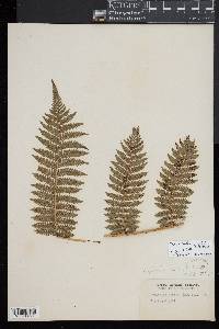 Cyathea smithii image