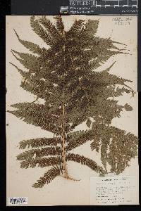 Cyathea arborea image