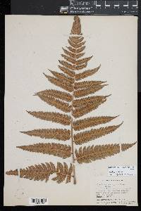 Cyathea borinquena image