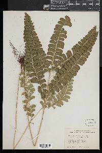 Lindsaea lancea image