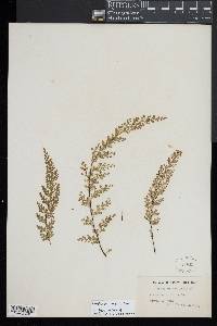 Lindsaea linearis image