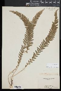 Lindsaea repens image