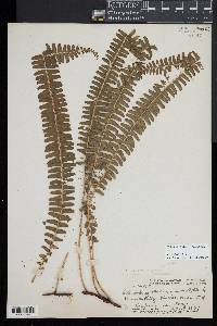 Lindsaea repens image