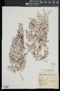 Odontosoria schlechtendalii image