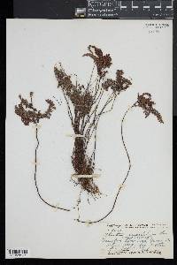 Adiantum hispidulum image