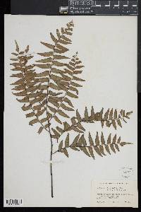 Adiantum latifolium image