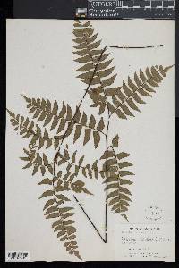 Adiantum latifolium image