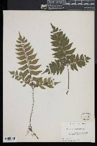 Adiantum latifolium image