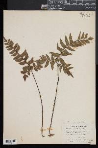 Adiantum latifolium image